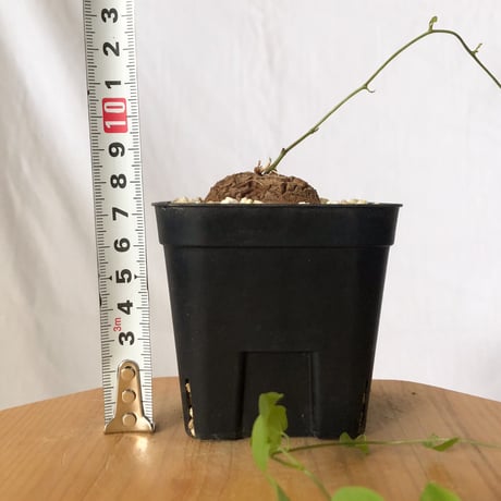 亀甲竜 ディオスコレア・エレファンティペス Dioscorea elephantipes 塊根植物 コーデックス 多肉植物 珍奇植物 ANTIDOTE 静岡 通販 S798