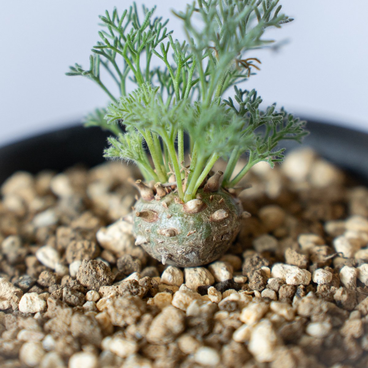 モンソニア ペニクリナム Monsonia peniculinum サルコカウロン