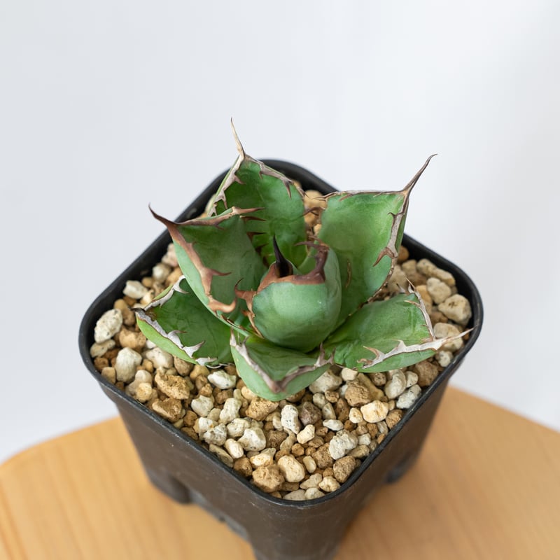 アガベ チタノタ 黒鯨【発根管理中】OC株 Agave titanota Black Whal