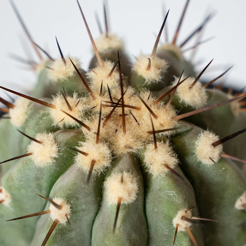 コピアポア 黒王丸 実生 Copiapoa cinerea サボテン 多肉植物 珍奇植物