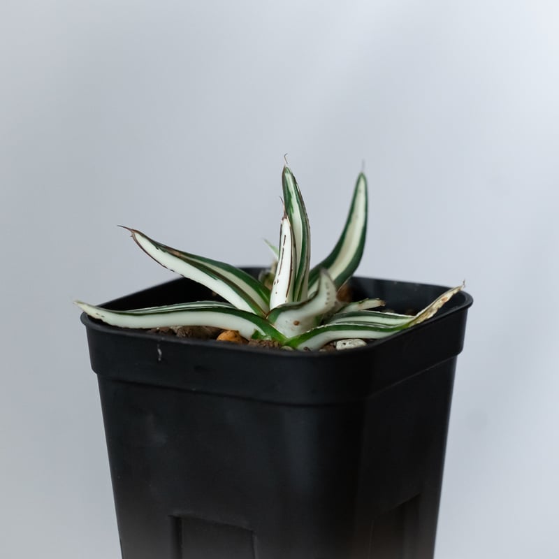 アガベ 氷山 白中斑【発根管理中】TC株 Agave victoriae-reginae Hy