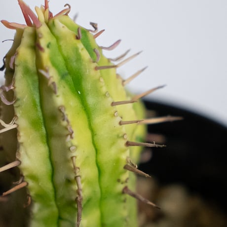 ユーフォルビア 紅彩閣錦 実生 エノプラ 斑入り Euphorbia enopla 塊根植物 多肉植物 珍奇植物 静岡 ANTIDOTE 通販 S1231