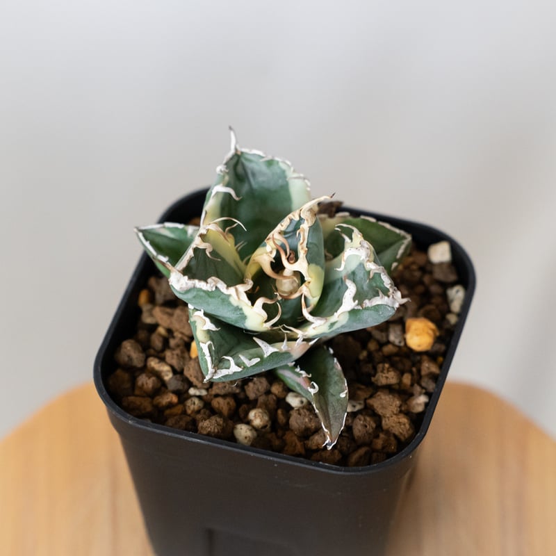 アガベ チタノタ 白鯨 白鯨錦 白覆輪 TC株 Agave titanota White Wh
