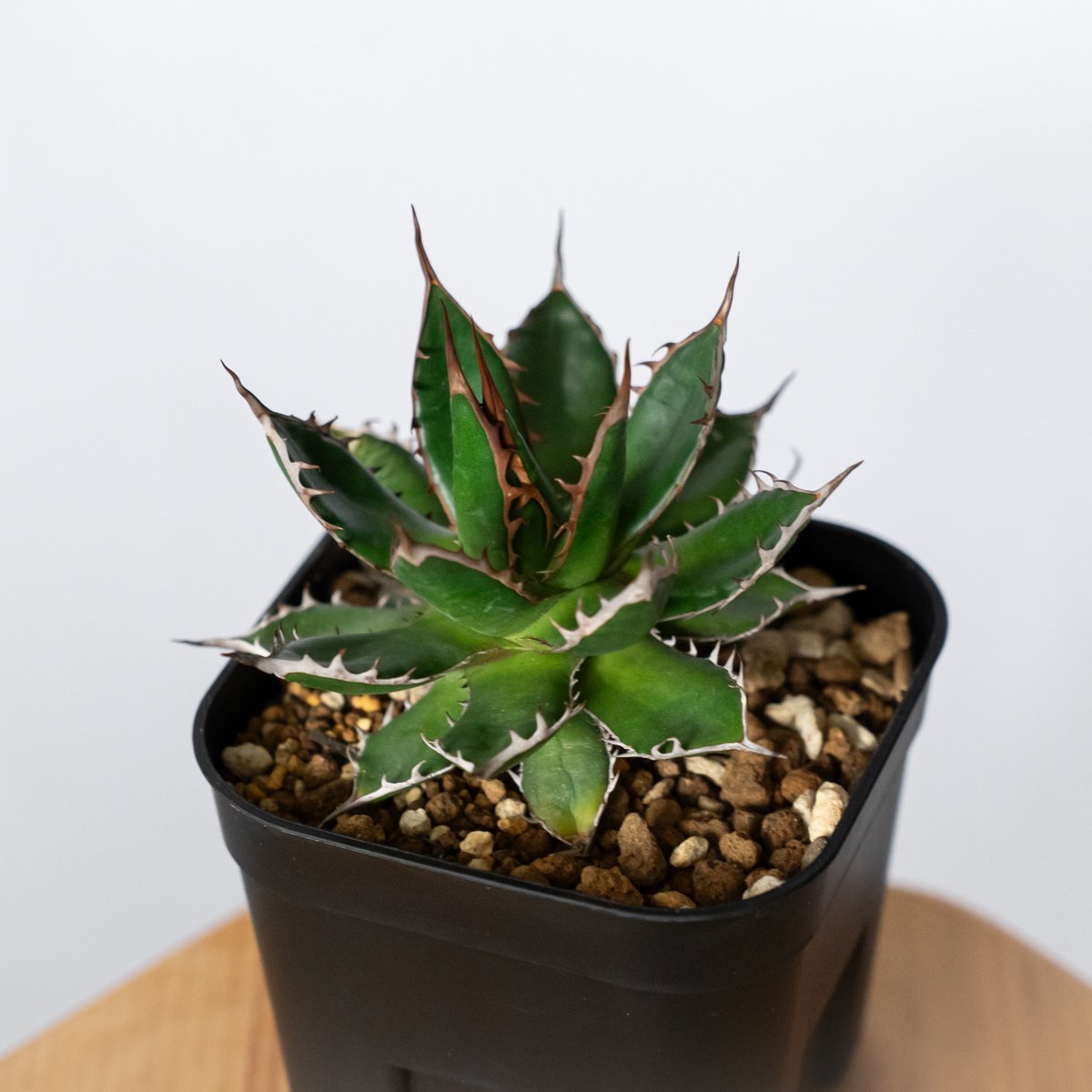 アガベ 姫ホリダ OC株【発根管理中】Agave horrida 多肉植物 珍奇植物