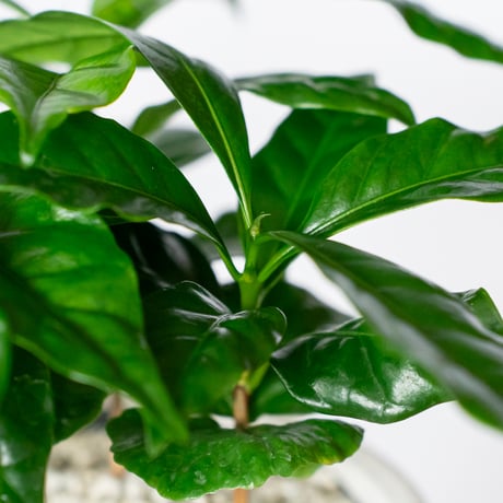 コーヒーの木 鉢セット Coffee tree 観葉植物 インテリアグリーン 珍奇植物 静岡 ANTIDOTE 通販 S1325