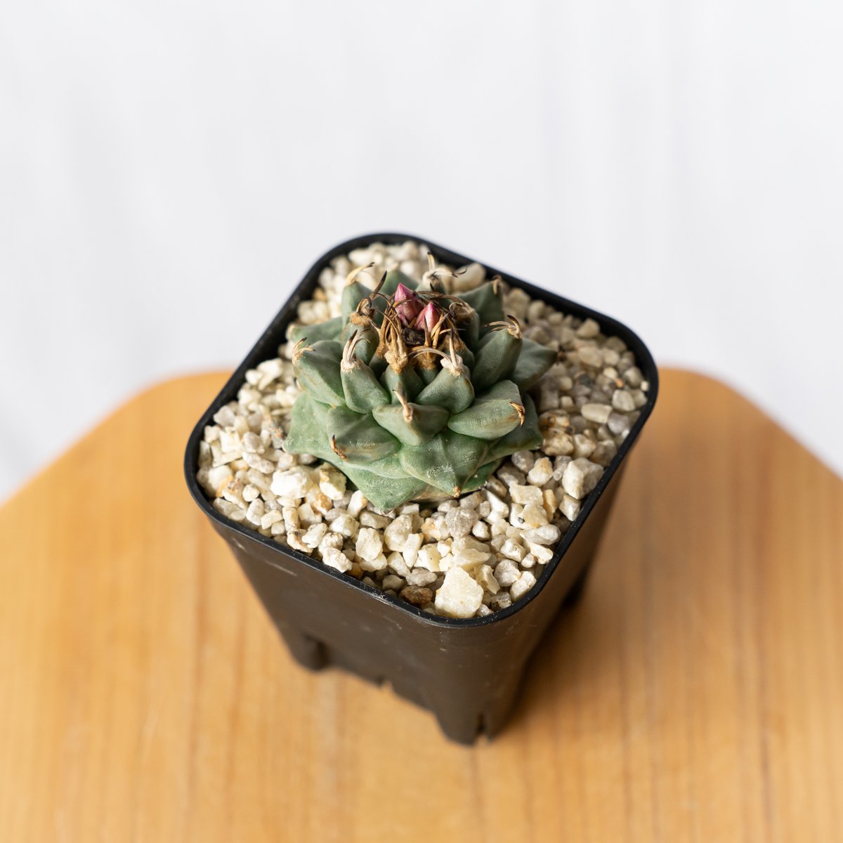 ツルビニカルプス アロンソイ 実生 Turbinicarpus alonsoi サボテン