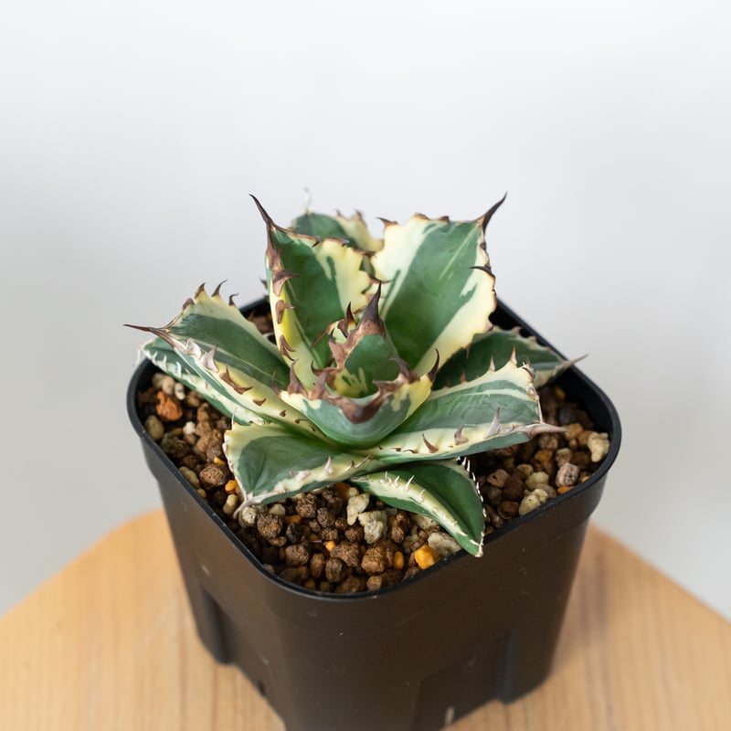 アガベ チタノタ 姫厳竜 白覆輪 姫厳竜錦 姫厳龍錦 TC株 ベアルート