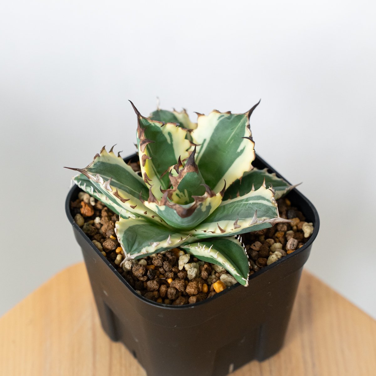 アガベ チタノタ 姫厳竜 白覆輪 姫厳竜錦 姫厳龍錦 TC株 ベアルート