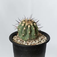 コピアポア 黒王丸 実生 Copiapoa cinerea サボテン 多肉植物 珍奇植物 静岡 ANTIDOTE 通販 S781