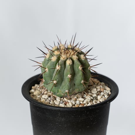 黒王丸 copiapoa黒王丸 | STORES