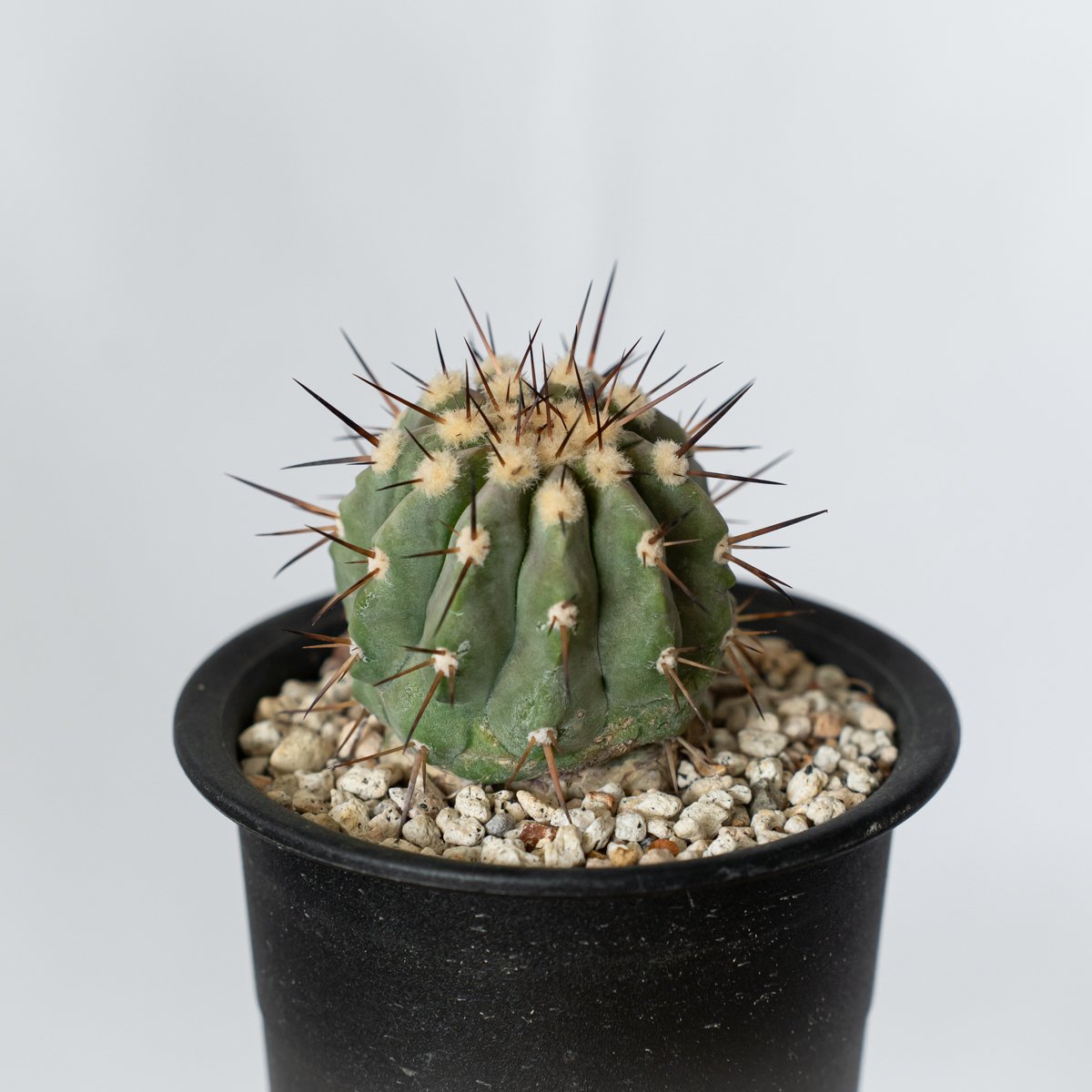 コピアポア 黒王丸 実生 Copiapoa cinerea サボテン 多肉植物 珍奇植物