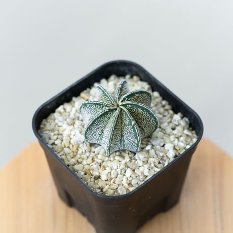 アストロフィツム　ニグラム アストロフィツム | STORES