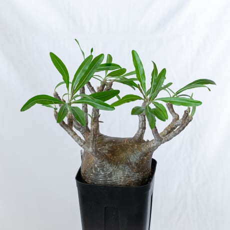 パキポディウム グラキリス 現地球 大株 pachypodhium Gracilius 塊根植物 コーデックス 多肉植物 珍奇植物 静岡 ANTIDOTE 通販 S627