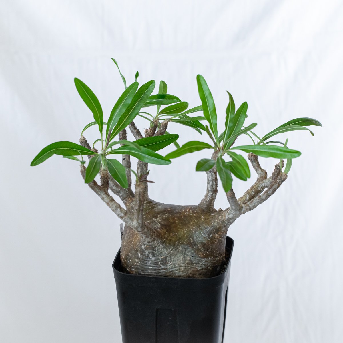 大株 パキポディウム パキポディウム グラキリス 現地球 大株 pachypodhium Gracilius 塊根植