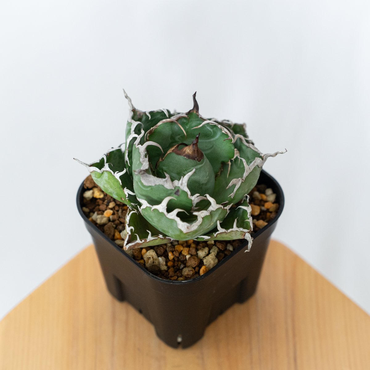 アガベ　白鯨【美株】 アガベ チタノタ 白鯨 美株 OC株【発根管理中】Agave titanota White W