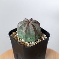 ユーフォルビア オベサ 実生 Euphorbia obesa 多肉植物 珍奇植物 静岡 ANTIDOTE 通販 S1488