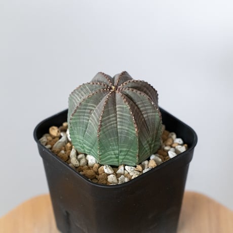 ユーフォルビア オベサ 実生 Euphorbia obesa 多肉植物 珍奇植物 静岡 ANTIDOTE 通販 S1488