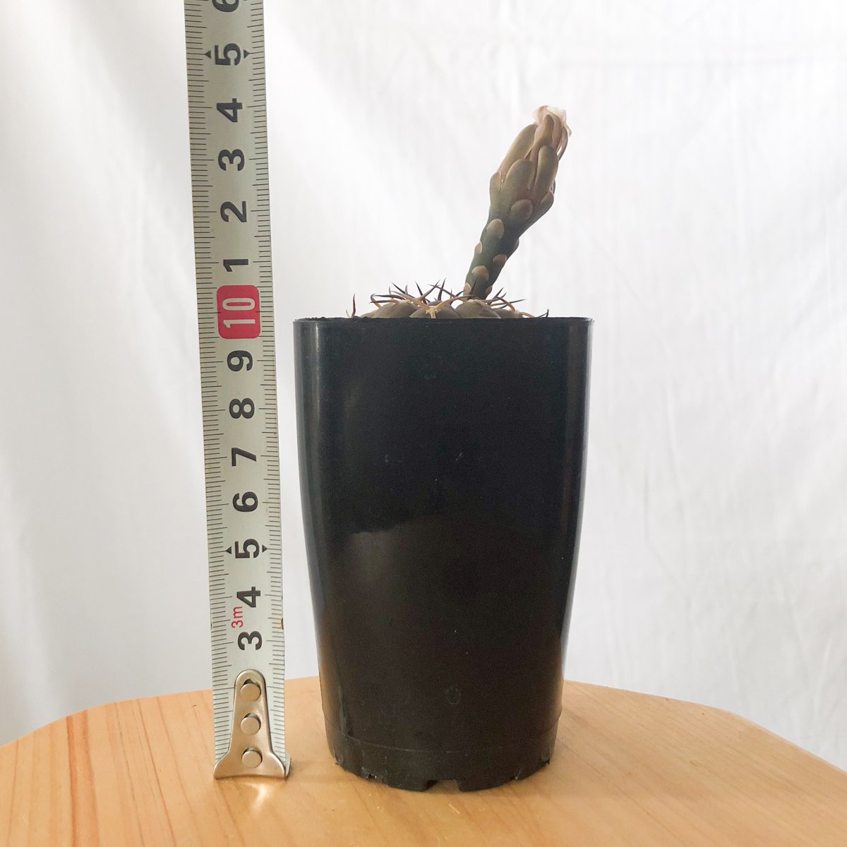 ギムノカリキウム バリスピナム 武勲丸 実生 Gymnocalycium balispinum