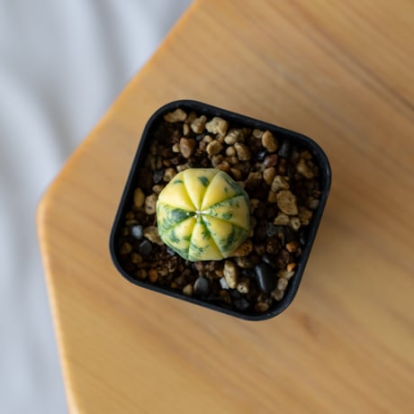 アストロフィツム 瑠璃兜錦 実生 Astrophytum asterias nudum variegata 多肉植物 サボテン 珍奇植物 静岡 ANTIDOTE 通販 S747