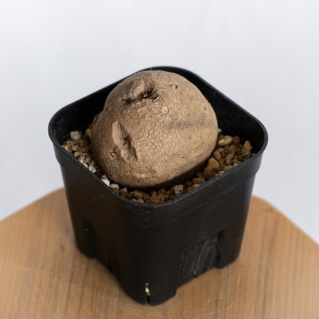 ステファニア エレクタ【発根管理中】Stephania erecta 塊根植物 コーデックス 多肉植物 珍奇植物 静岡 ANTIDOTE 通販 S1221