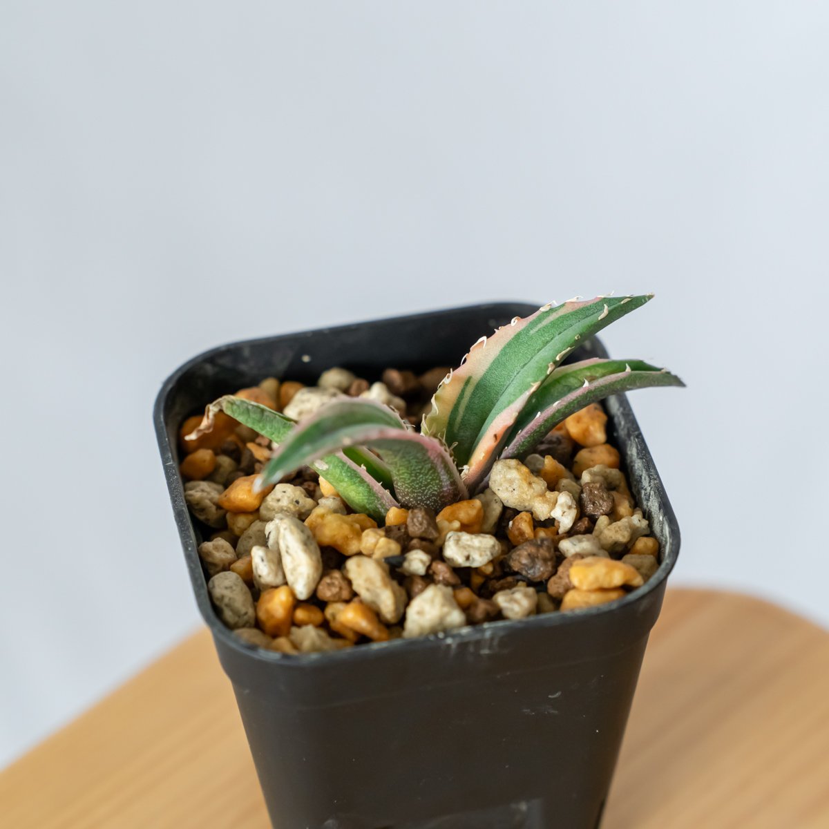 アガベ チタノタ 白鯨 白覆輪 TC株 白鯨錦 Agave titanota White Wh