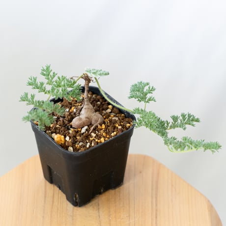 トリステ | STORES