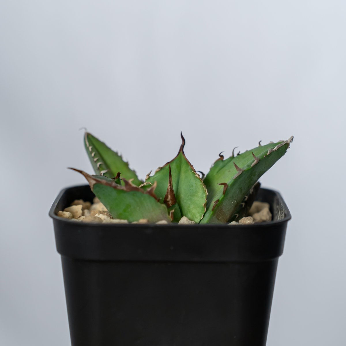 アガベ 白犀牛 中株 2024.5.9 . 並べてみました。 . 左: Dennis白犀牛 右: super白