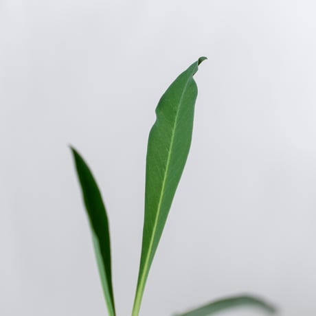 鉄甲丸 ユーフォルビア ブプレウリフォリア 実生 Euphorbia bupleurifolia 多肉植物 珍奇植物 静岡 ANTIDOTE 通販 S1383