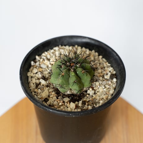 コピアポア 黒王丸 実生 Copiapoa cinerea サボテン 多肉植物 珍奇植物 静岡 ANTIDOTE 通販 S780