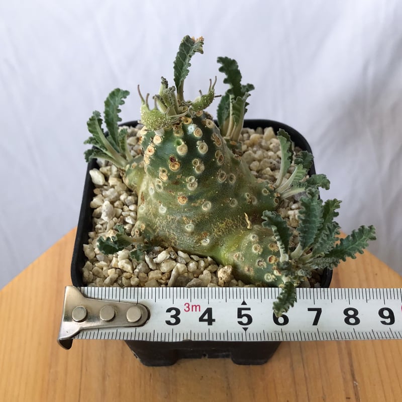 ドルステニア ラブラニー 大株 貴重 園芸ネット本店｜ドルステニア