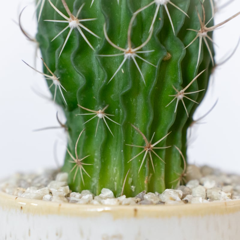 SALE 限定10セット　奇跡の天然鉱石「ぐんぐん玉」観葉植物用です。 サボテンを種から育てる｜CACTUS de CACTUS カクタスでカクタス