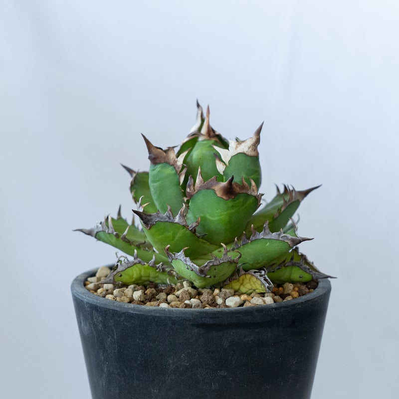 アガベ チタノタ ゴリ姫 レッドキャットウィーズル ゴリ猫 姫厳竜