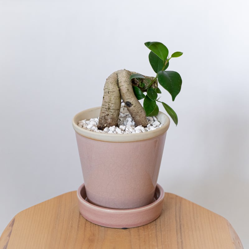 ガジュマル 鉢セット Ficus microcarpa キジムナー 多幸の木 塊根植物