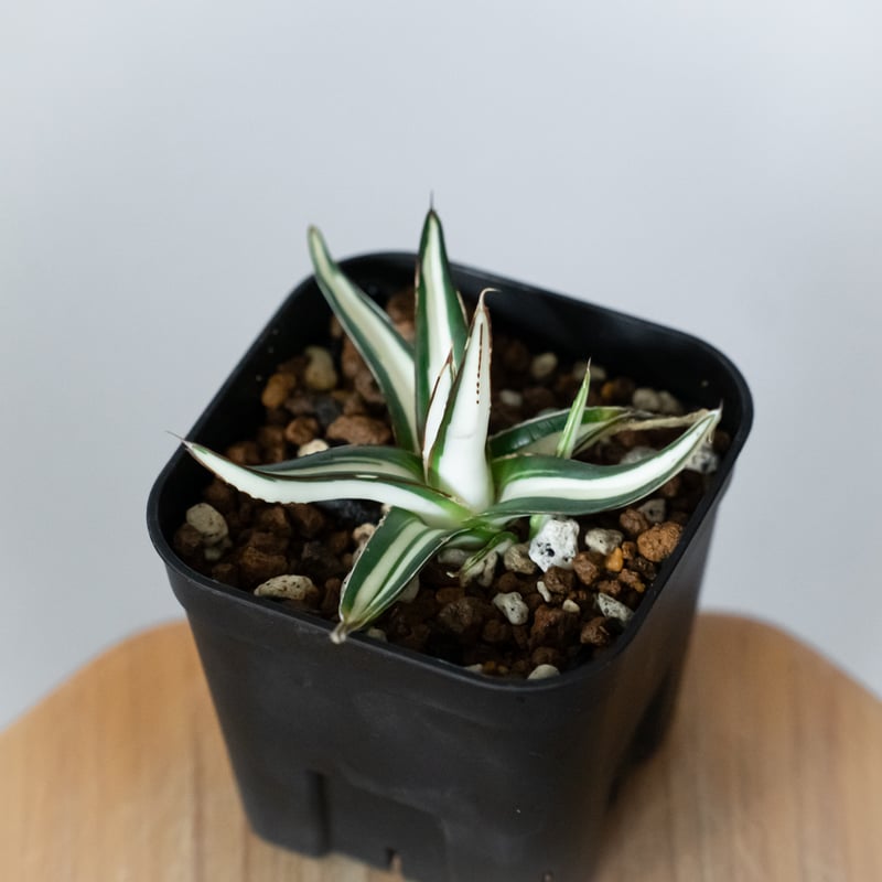 アガベ 氷山 白中斑【発根管理中】TC株 Agave victoriae-reginae Hy