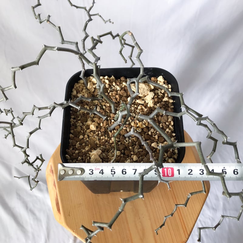 デカリア マダガスカリエンシス ジグザグの木 Decarya madagascariensis