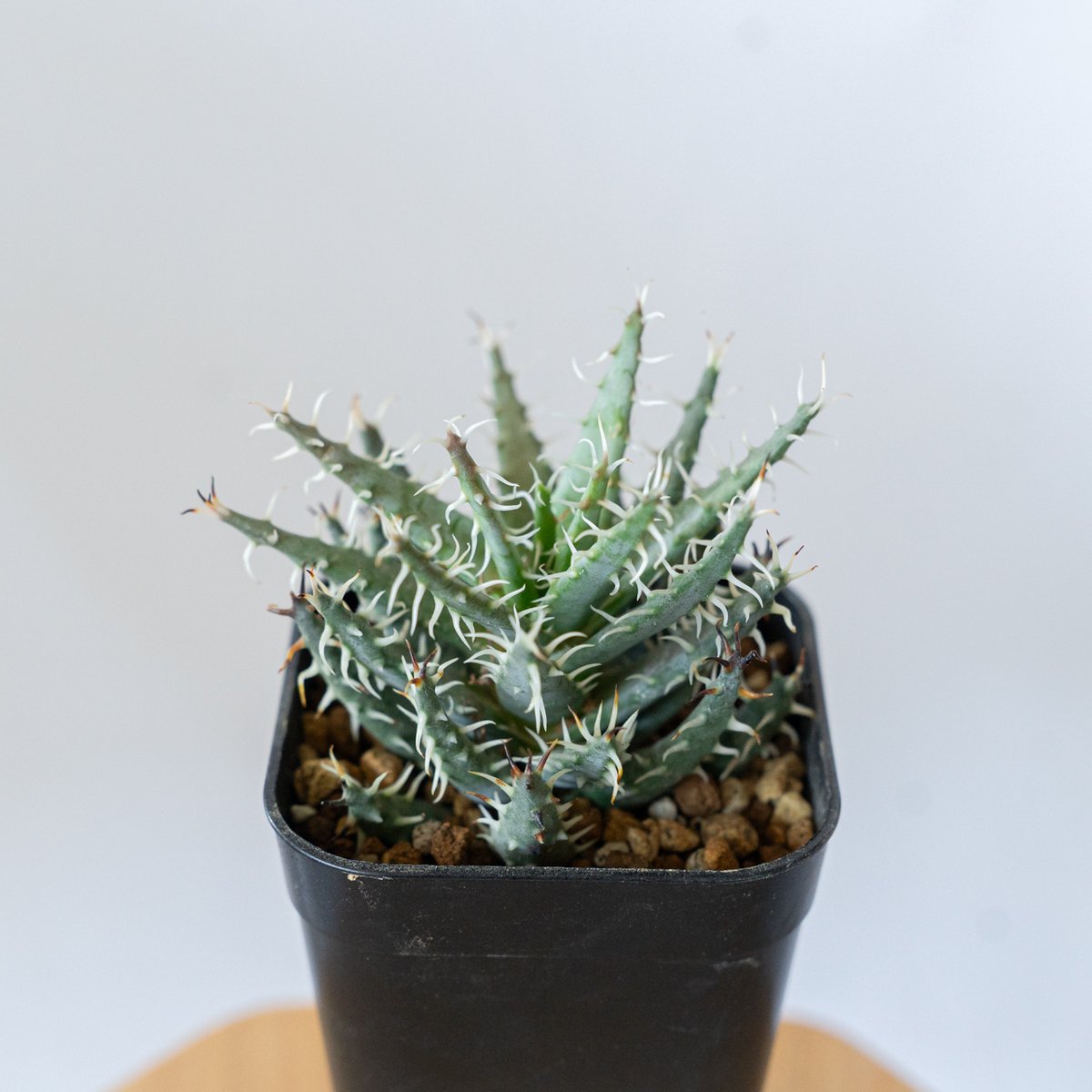 アロエ エリナケア Aloe melanacantha v. erinacea 多肉植物 珍奇