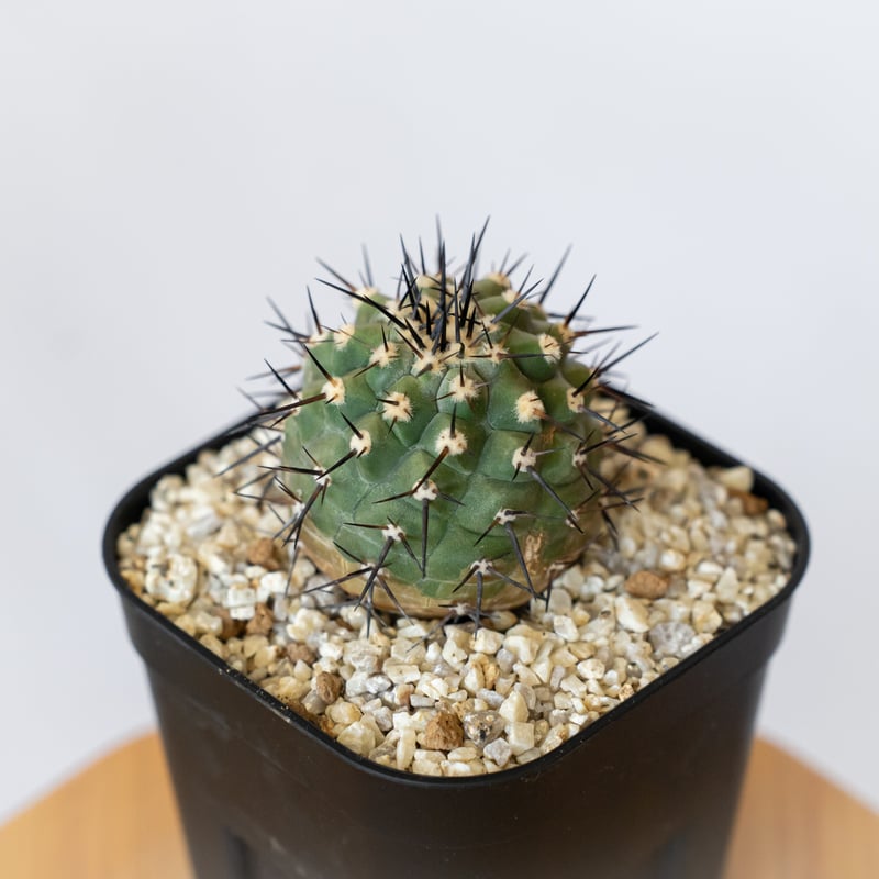 コピアポア 黒王丸 実生 Copiapoa cinerea サボテン 多肉植物 珍奇植物