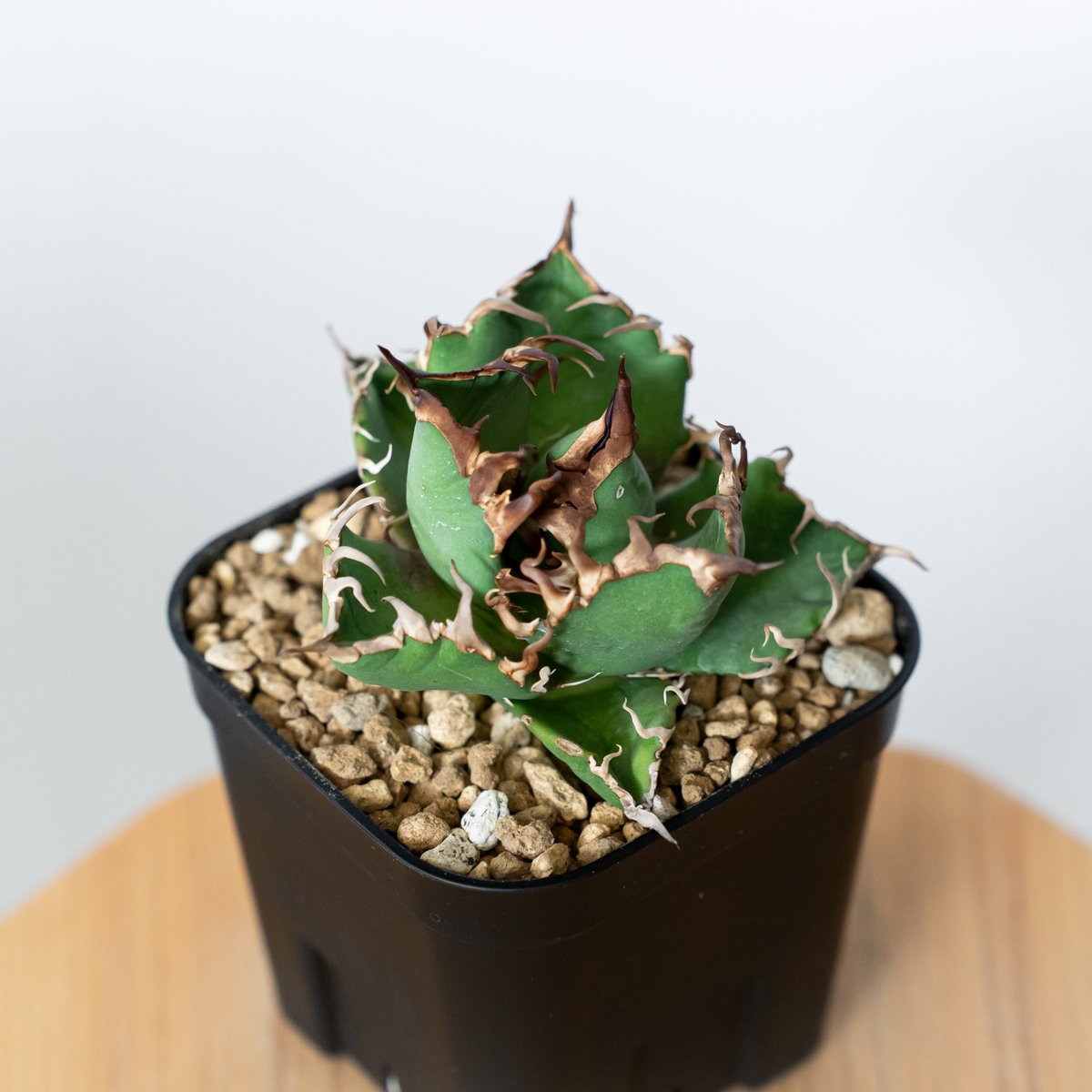 アガベ チタノタ シーザー 美株 OC株 Agave titanota Caesar 多肉植物