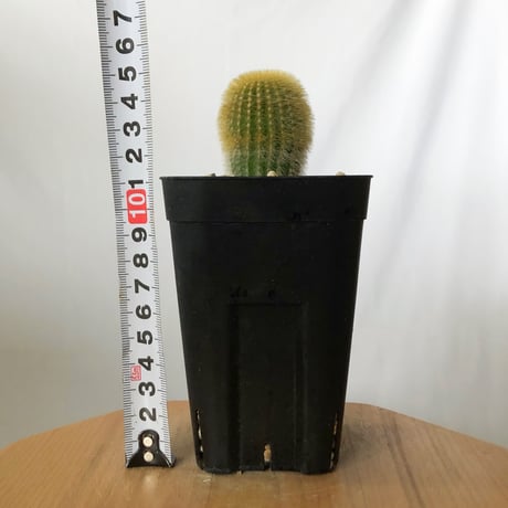ユーベルマニア エリオカクトイデス 実生 Uebelmannia pectinifera v. eriocactoides サボテン 多肉植物 珍奇植物 静岡 ANTIDOTE 通販 S1483