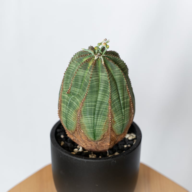 ユーフォルビア オベサ 大株 美株 実生 オールドオベサ Euphorbia
