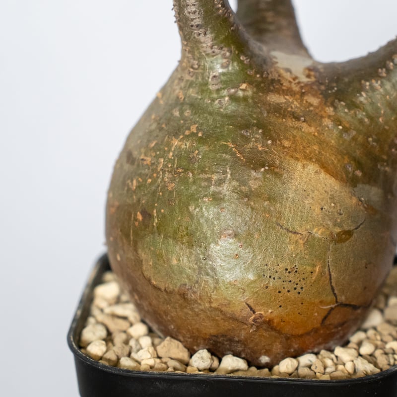 パキポディウム グラキリス 現地球 良型 pachypodhium Gracilius 塊根植