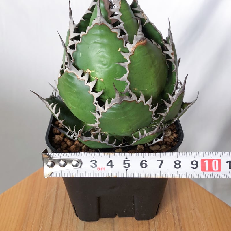 アガベ ホリダ 美株 OC株 Agave horrida 多肉植物 珍奇植物 静岡 ANTID