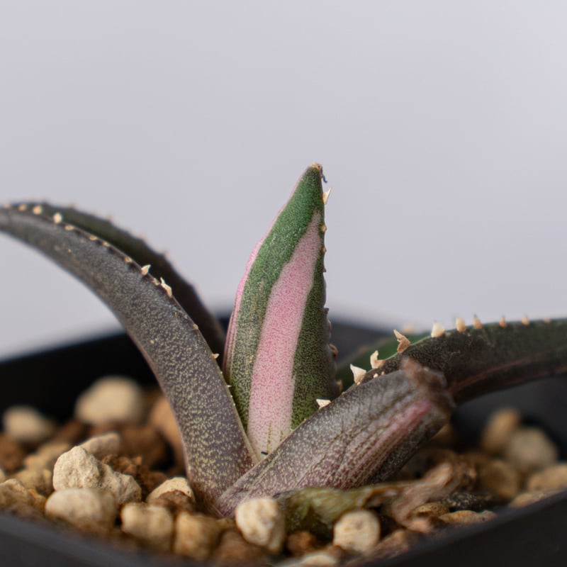 アガベ チタノタ 狼人 白中斑 【発根管理中】Agave titanota