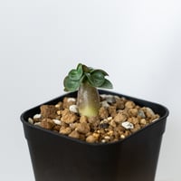 アデニウム アラビカム ドーセットホーン 獅子葉 実生 Adenium Arabicum Dorset Horn 塊根植物 コーデックス 多肉植物 珍奇植物 静岡 ANTIDOTE 通販 S1453