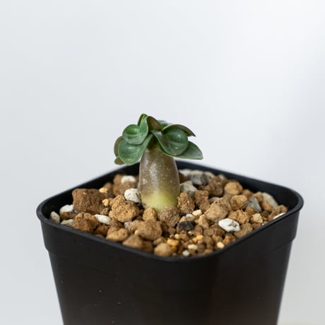 アデニウム アラビカム ドーセットホーン 獅子葉 実生 Adenium Arabicum Dorset Horn 塊根植物 コーデックス 多肉植物 珍奇植物 静岡 ANTIDOTE 通販 S1453