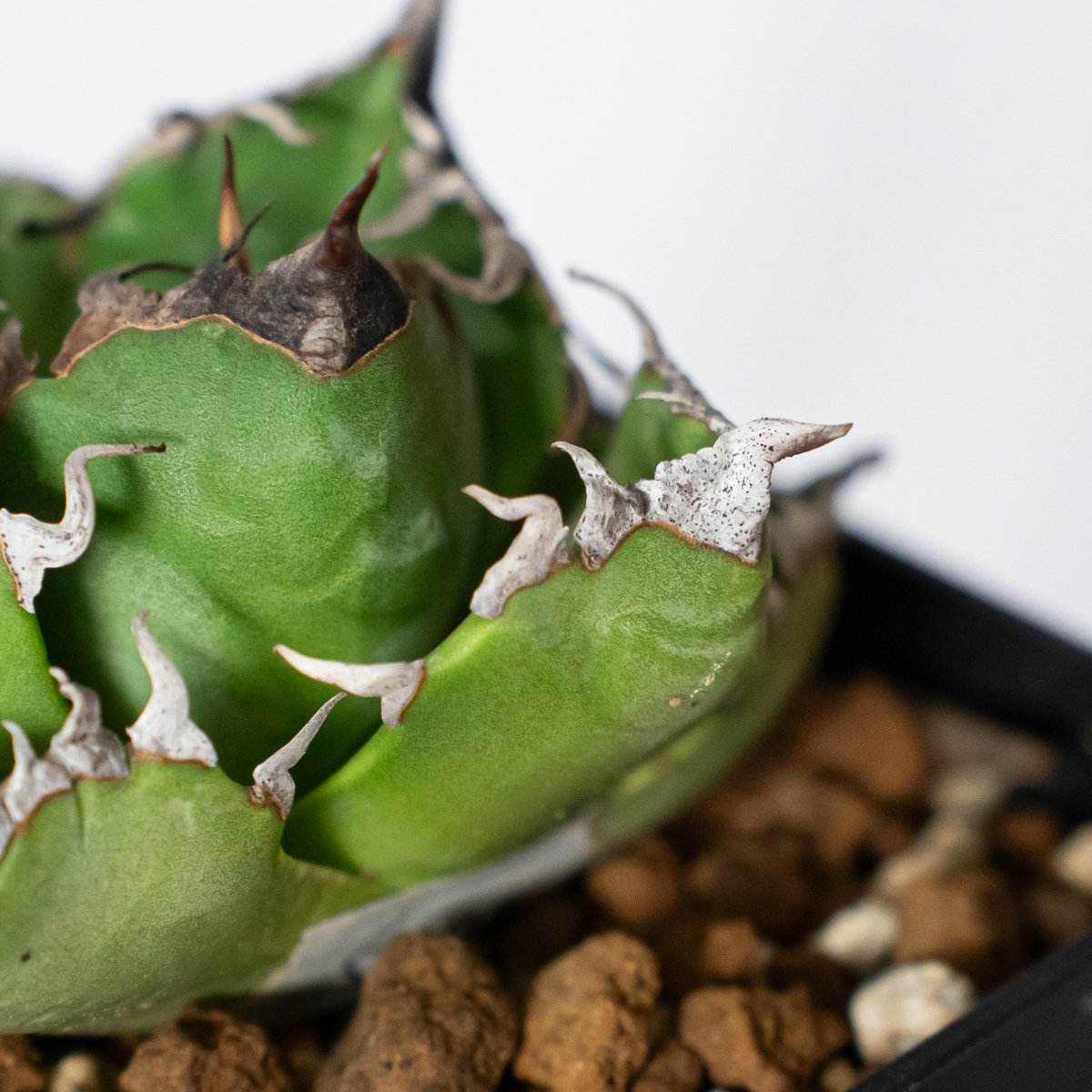 アガベ チタノタ 魔丸 OC株【発根管理中】agave titanota imps 多肉