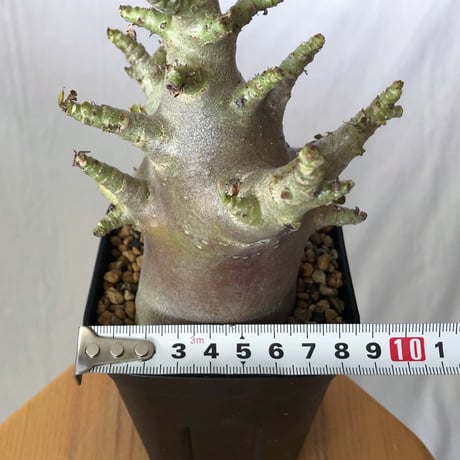 アデニウム アラビカム ブラックスキン Adenium Arabicum Black Skin 塊根植物 コーデックス 珍奇植物 多肉植物 静岡 ANTIDOTE 通販 S1354