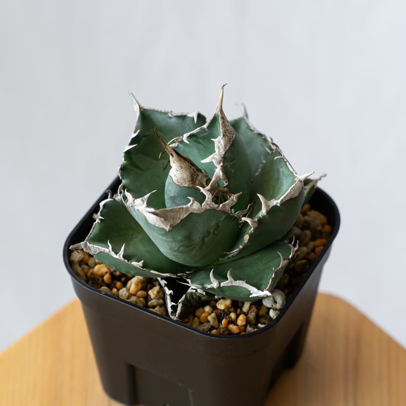 アガベ チタノタ 南アフリカダイヤモンド TC株 Agave titanota South A