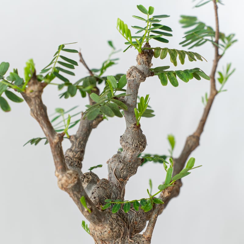 センナ メリディオナリス 輸入株 Senna Meridionalis コーデックス