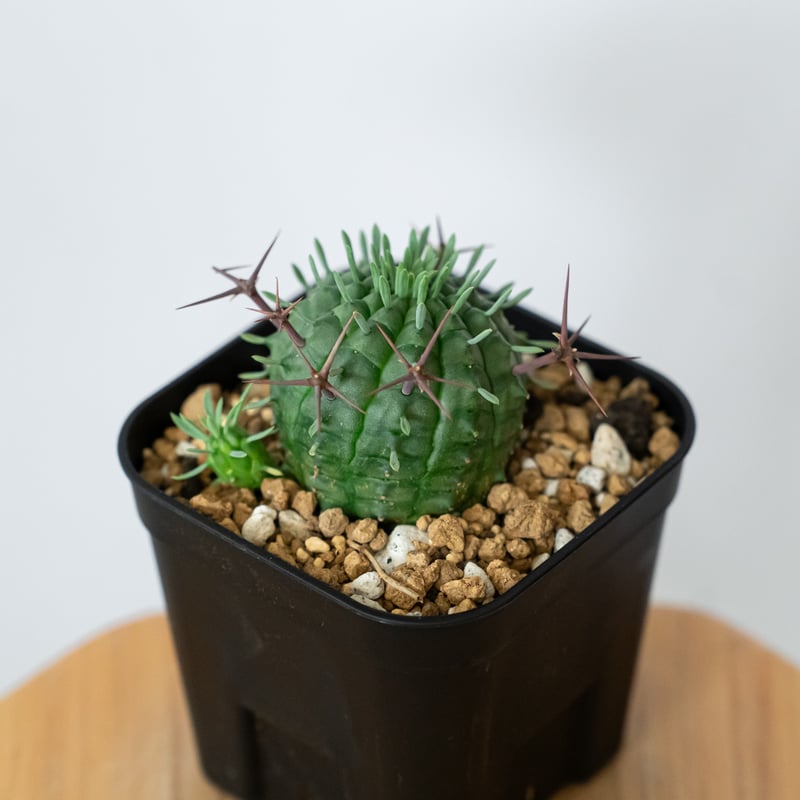 ユーフォルビア 群星冠 実生 Euphorbia stellispina 多肉植物 珍奇植物